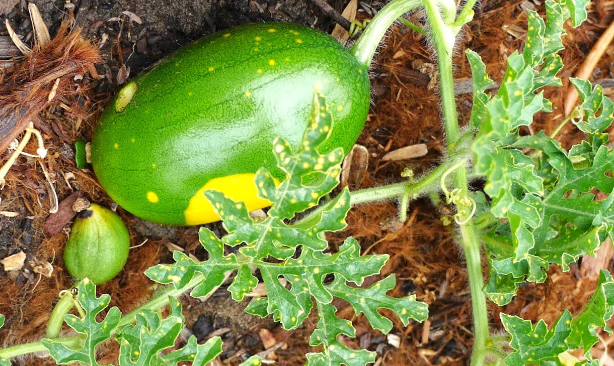 Moon & Stars Yellow Watermelon - Image 5
