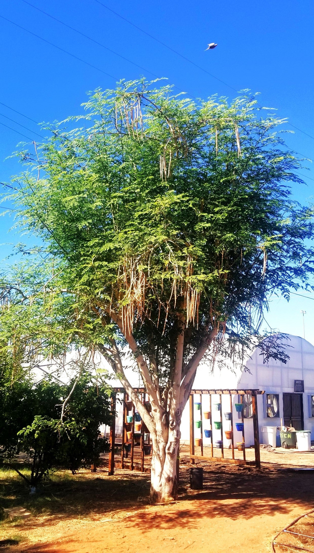 Moringa (Drumstrick Tree) - Image 3