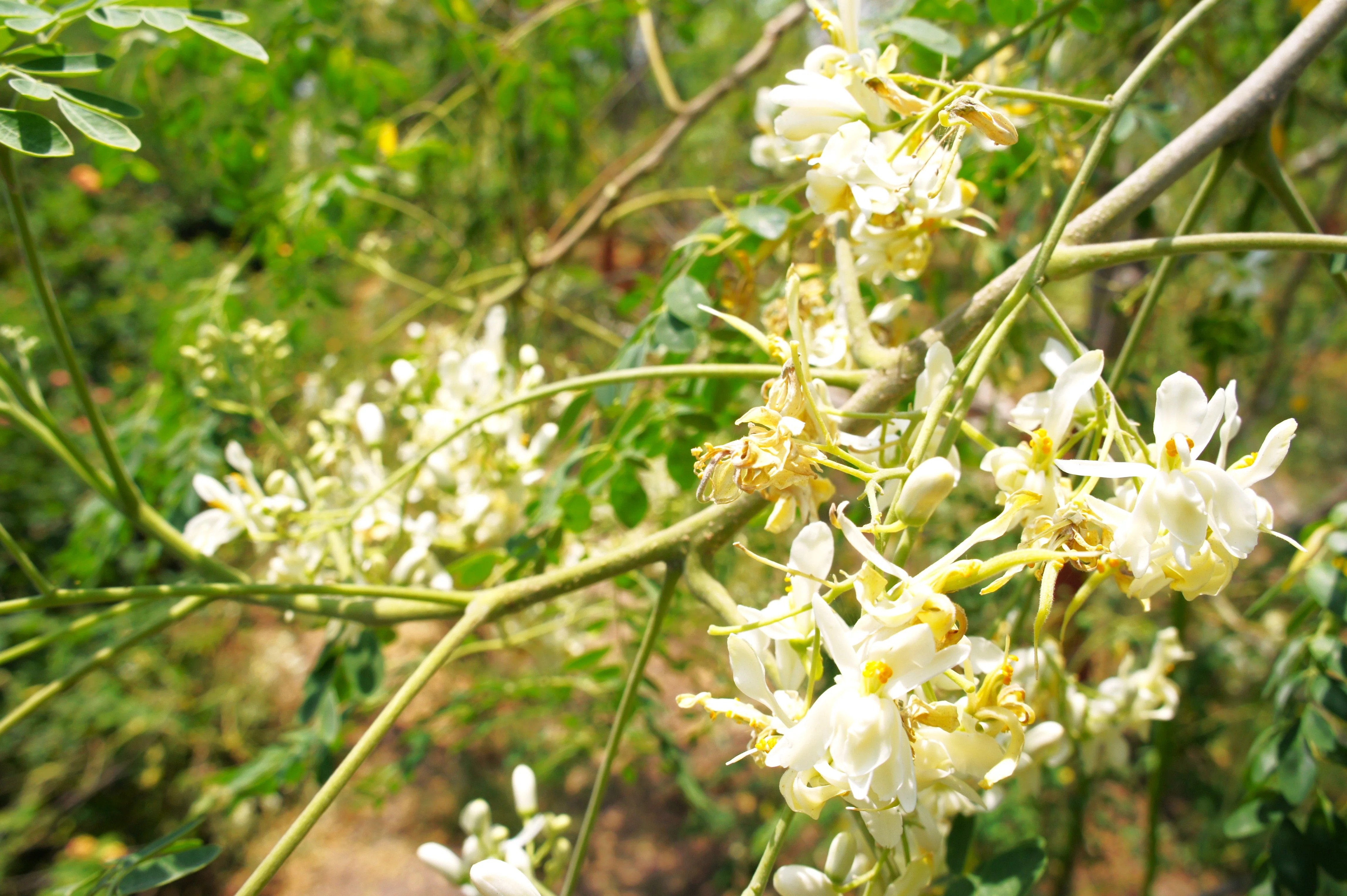 Moringa (Drumstrick Tree) - Image 4