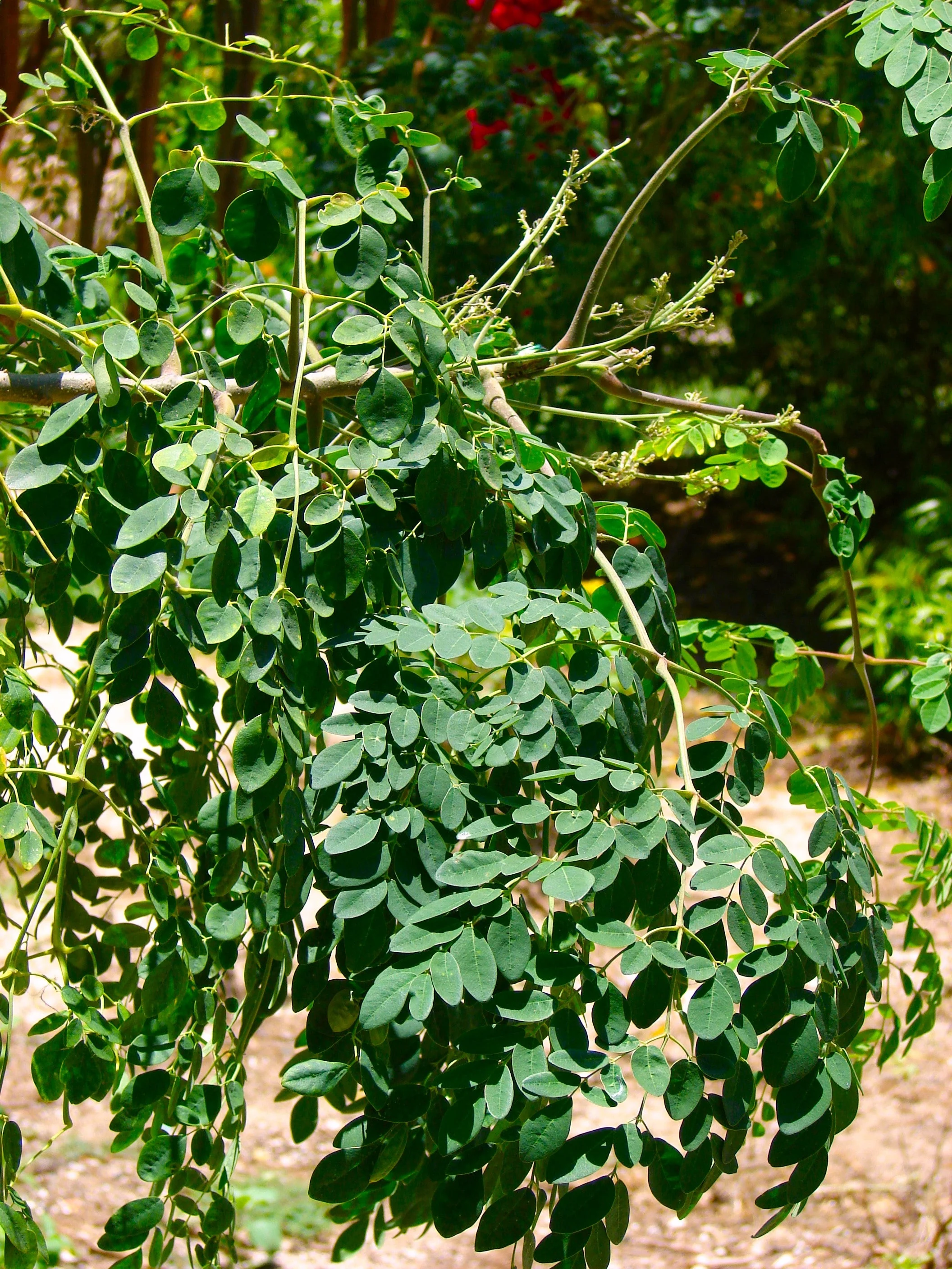 Moringa (Drumstrick Tree) - Image 6