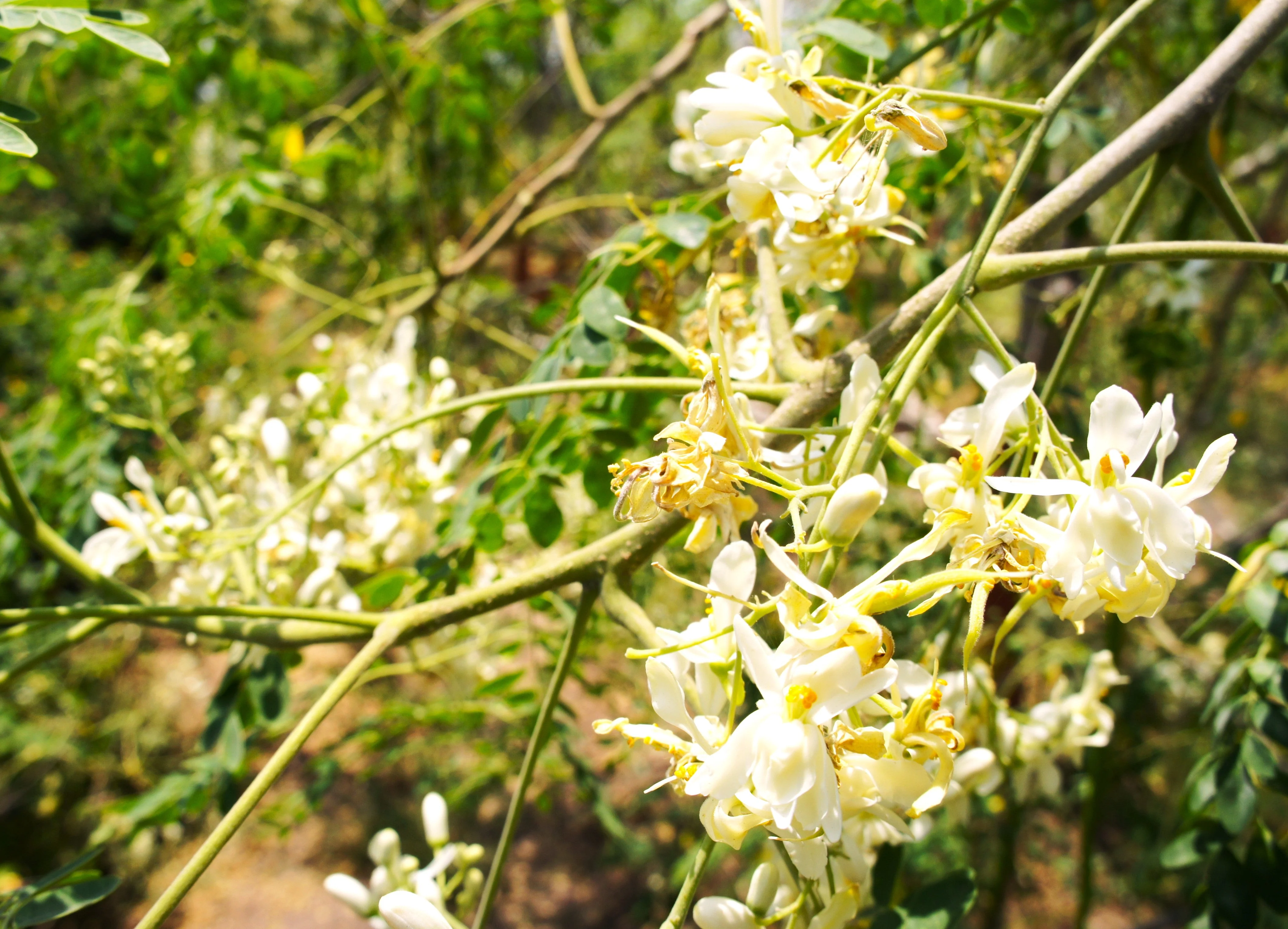 Moringa (Drumstrick Tree) - Image 7