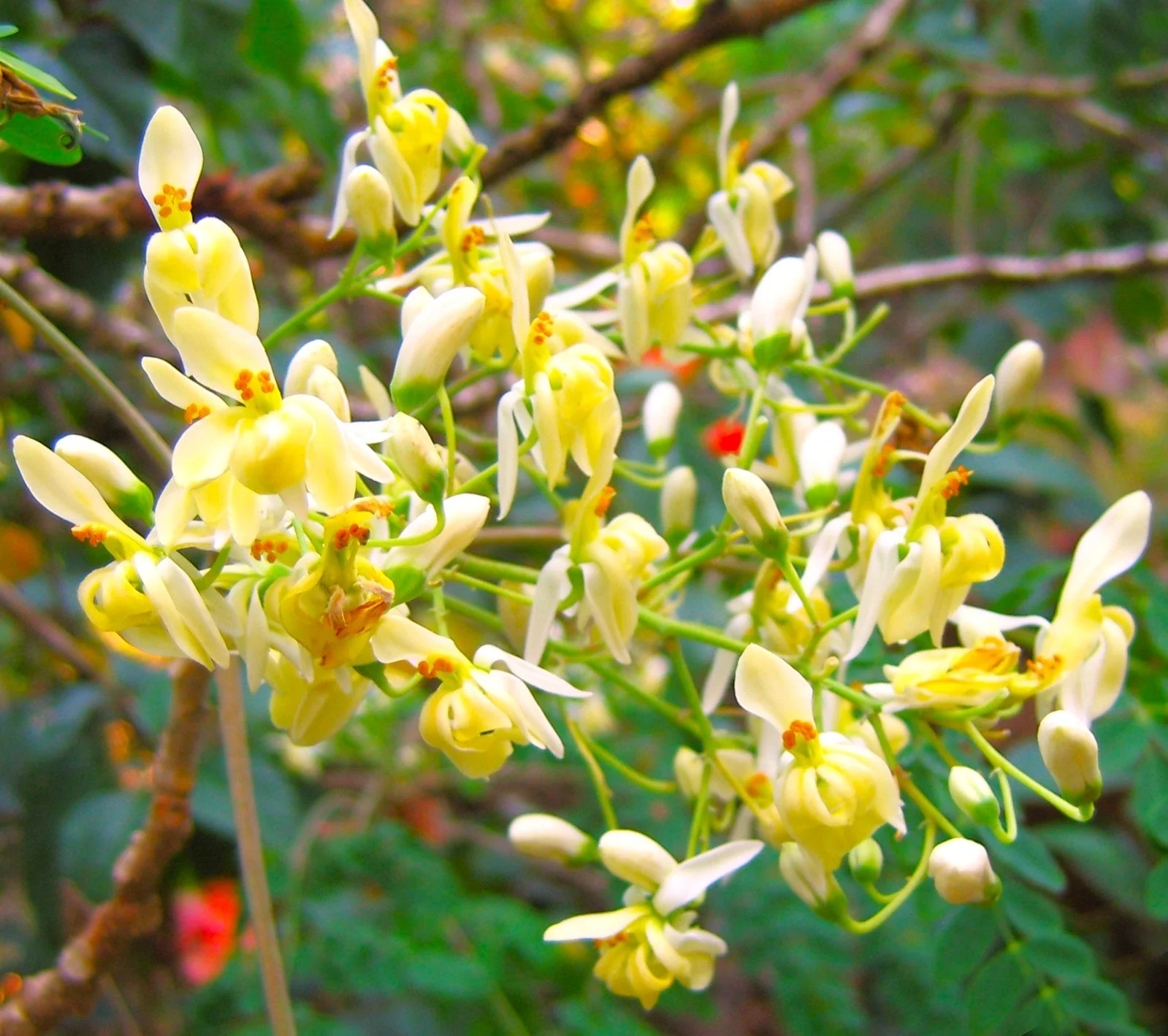 Moringa (Drumstrick Tree) - Image 8