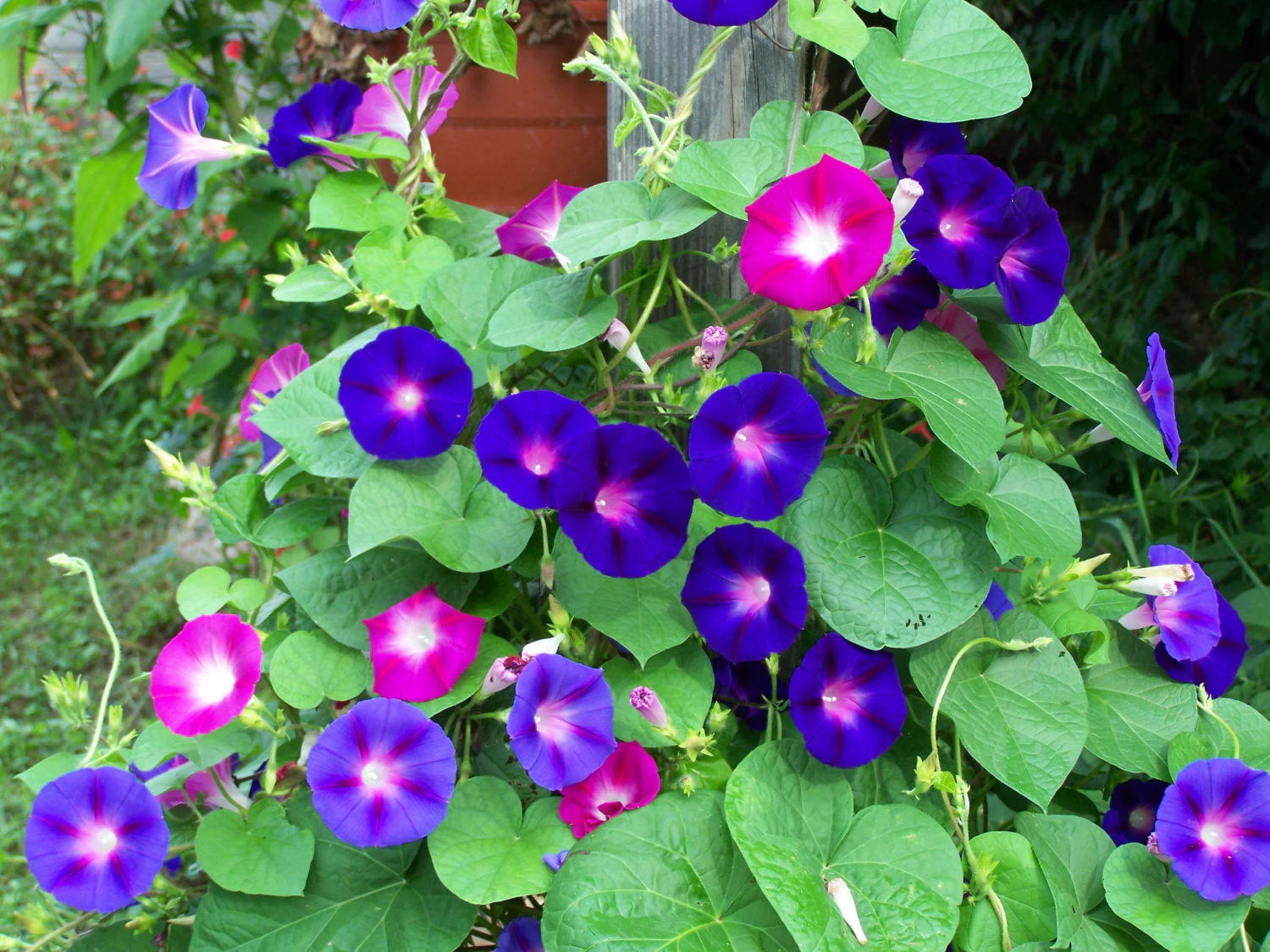 Morning Glory Tall Mix - Image 3