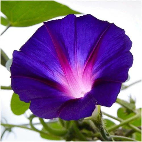 Morning Glory Tall Mix - Image 4