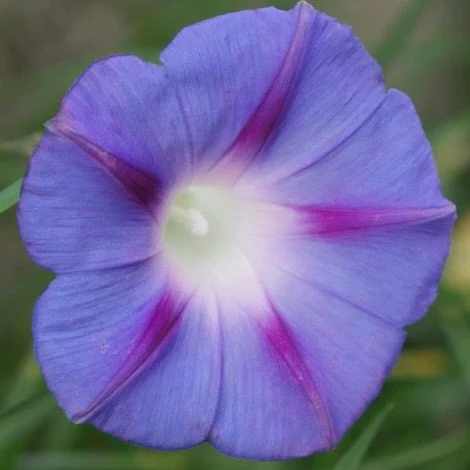 Morning Glory Tall Mix - Image 6