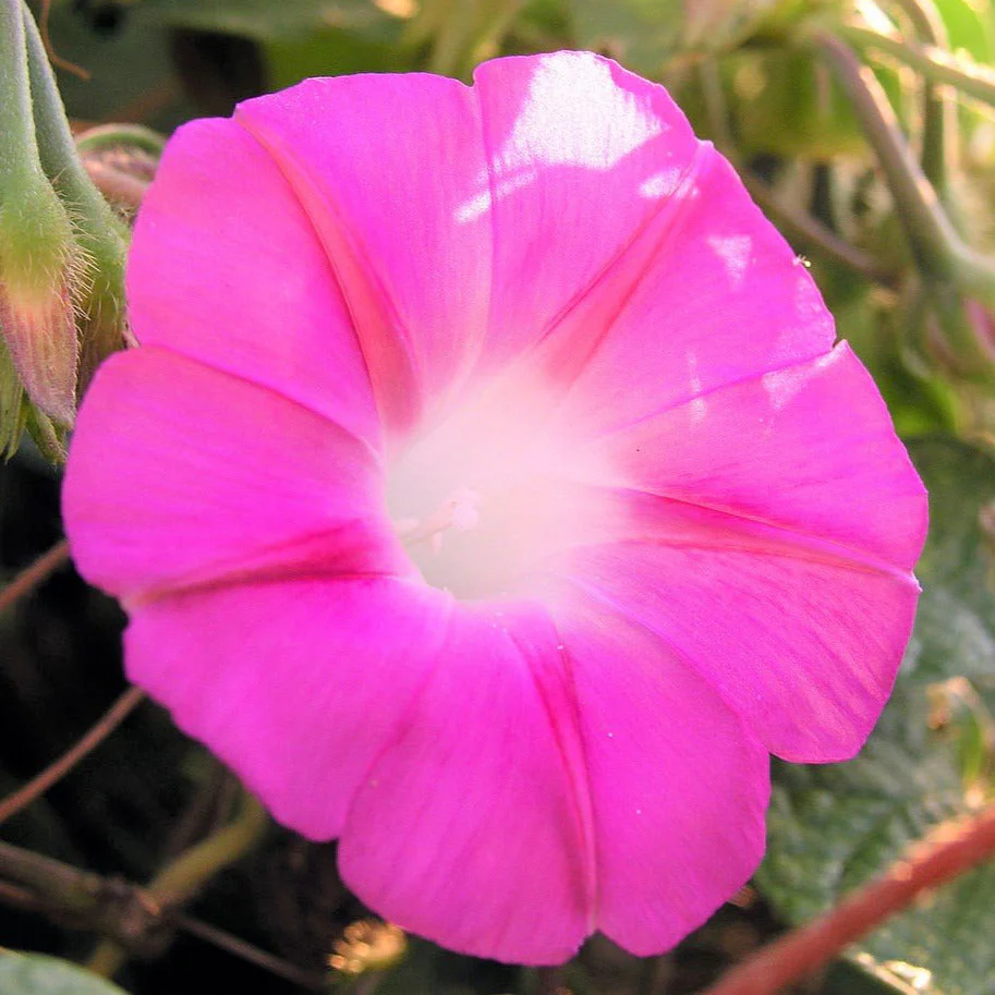 Morning Glory Tall Mix - Image 7