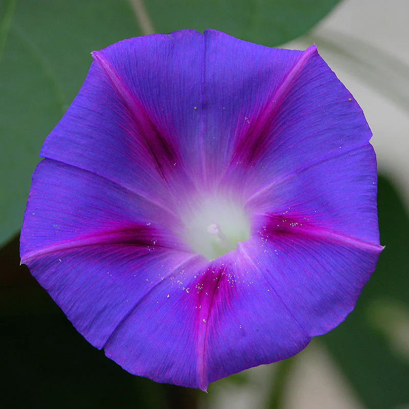 Morning Glory Tall Mix - Image 8