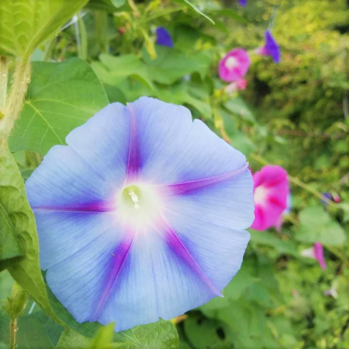 Morning Glory Tall Mix - Image 9