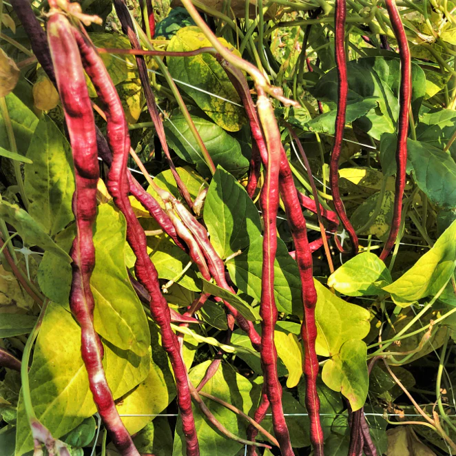 Mosaic Yard Long Bean