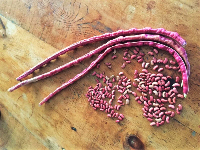 Mosaic Yard Long Bean - Image 3