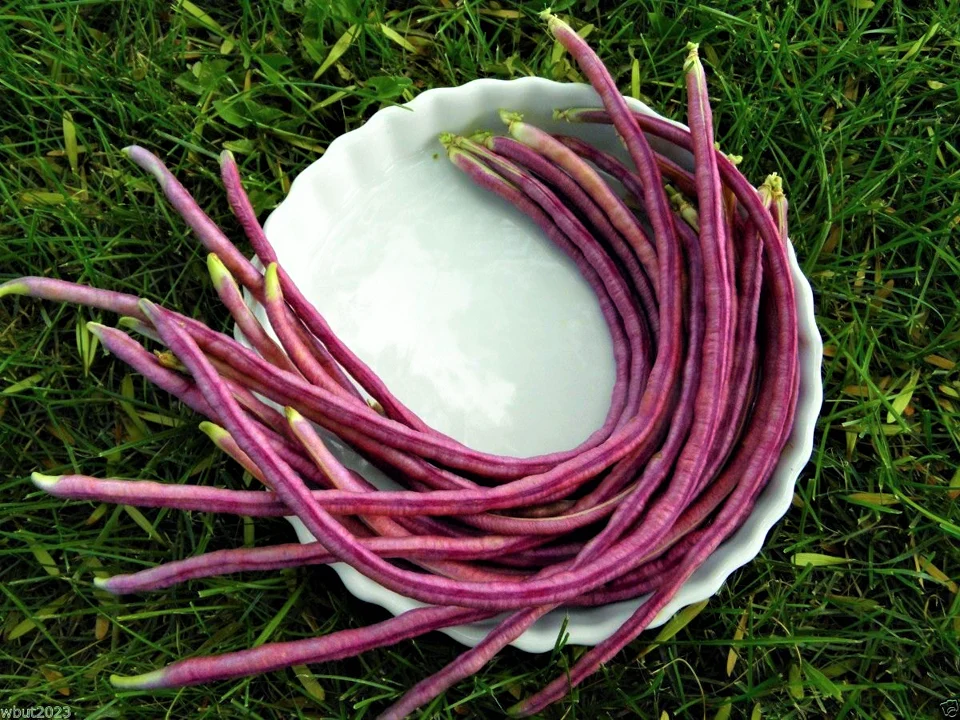 Mosaic Yard Long Bean - Image 4