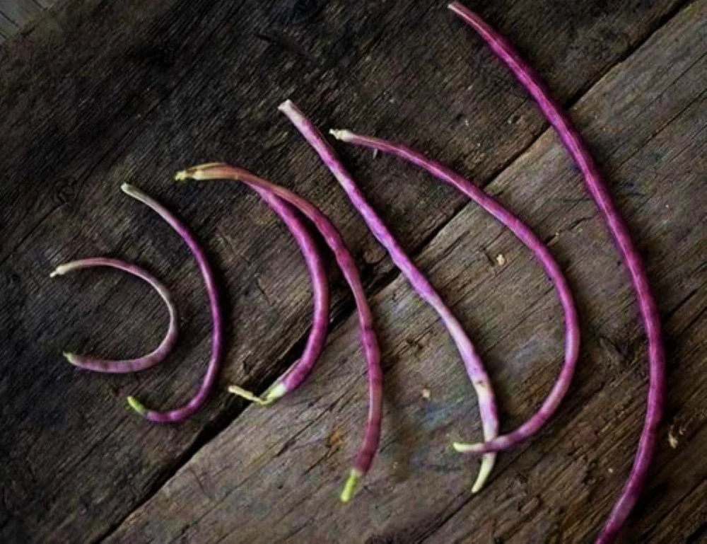 Mosaic Yard Long Bean - Image 6