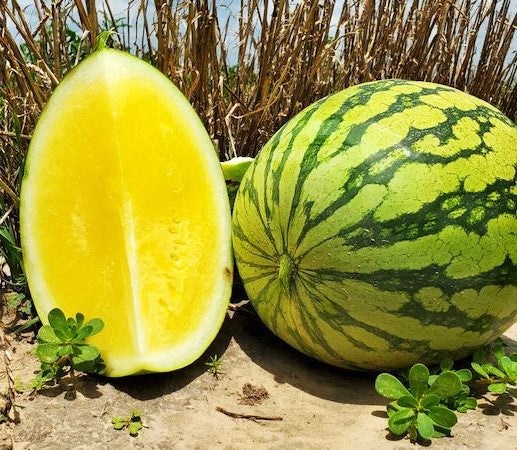 Mountain Sweet Yellow Watermelon - Image 3