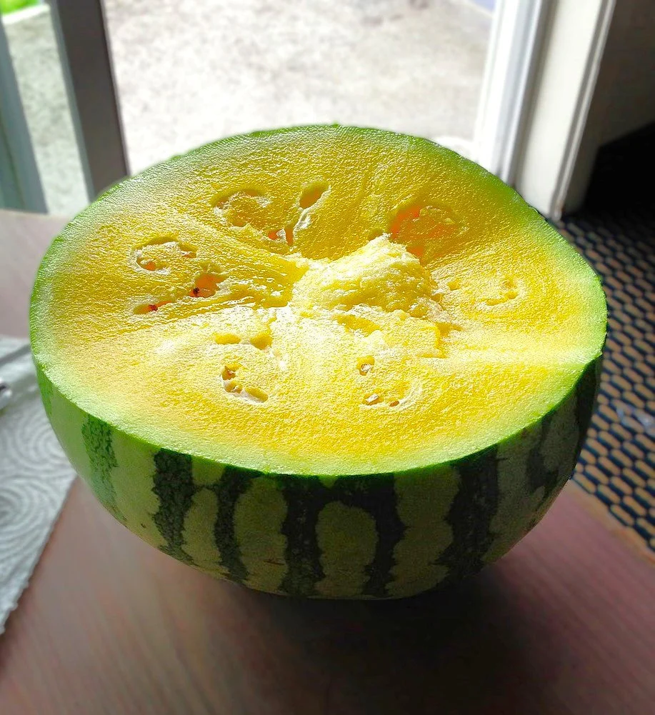 Mountain Sweet Yellow Watermelon - Image 5