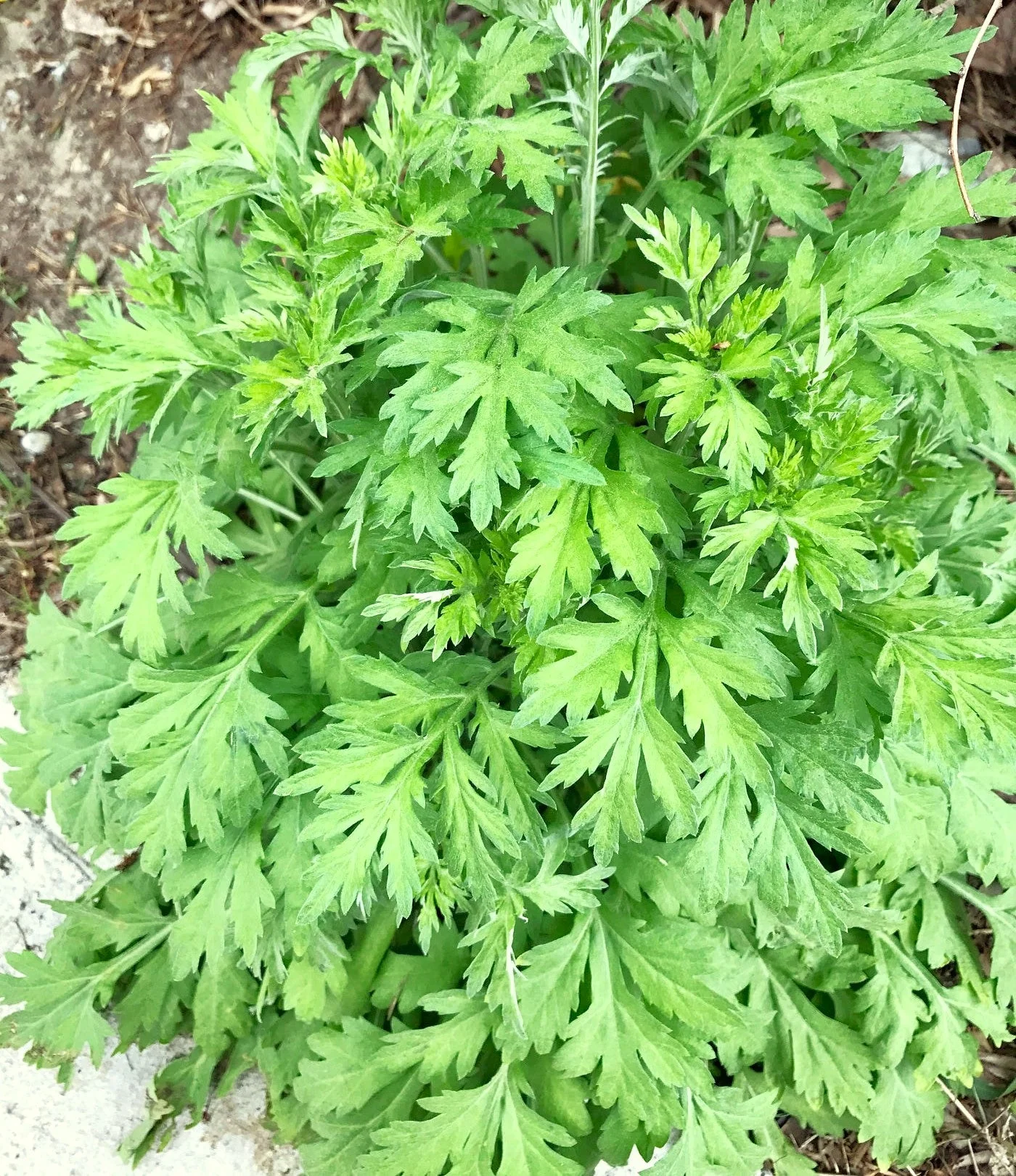 Common Mugwort - Image 2