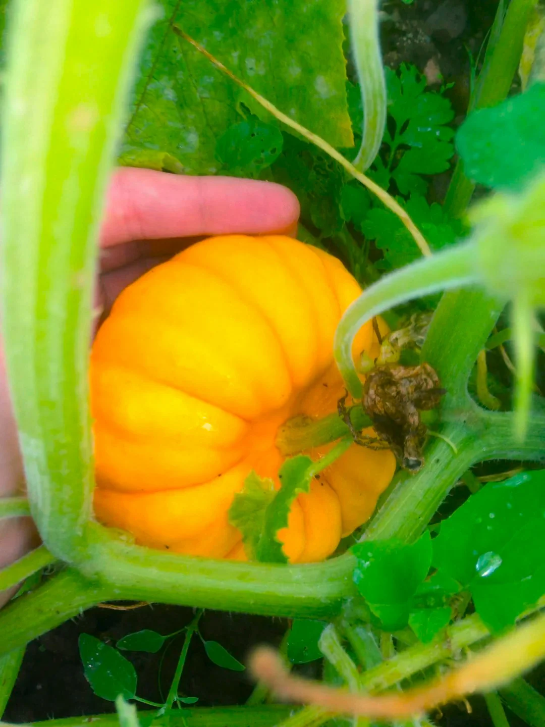 Munchkin Pumpkin - Image 2
