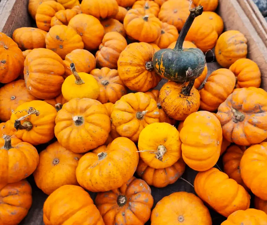 Munchkin Pumpkin - Image 4