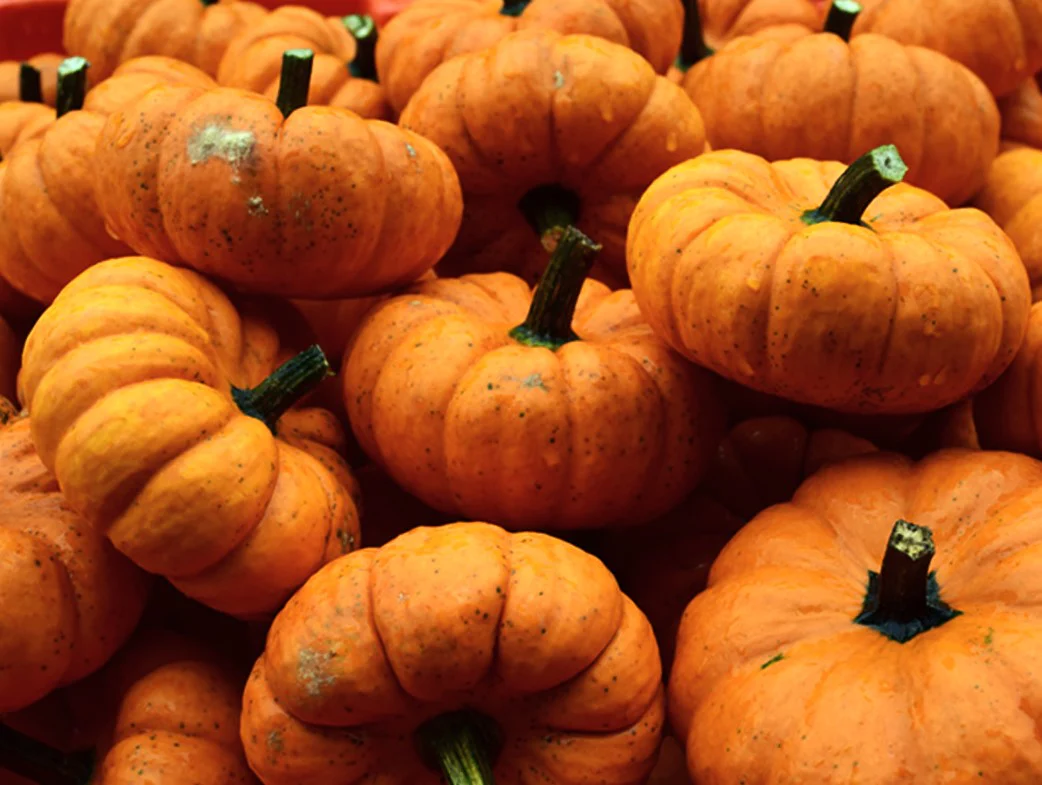 Munchkin Pumpkin - Image 5