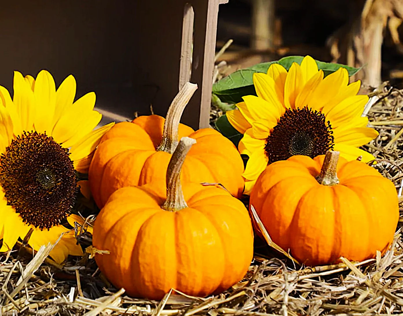Munchkin Pumpkin - Image 6