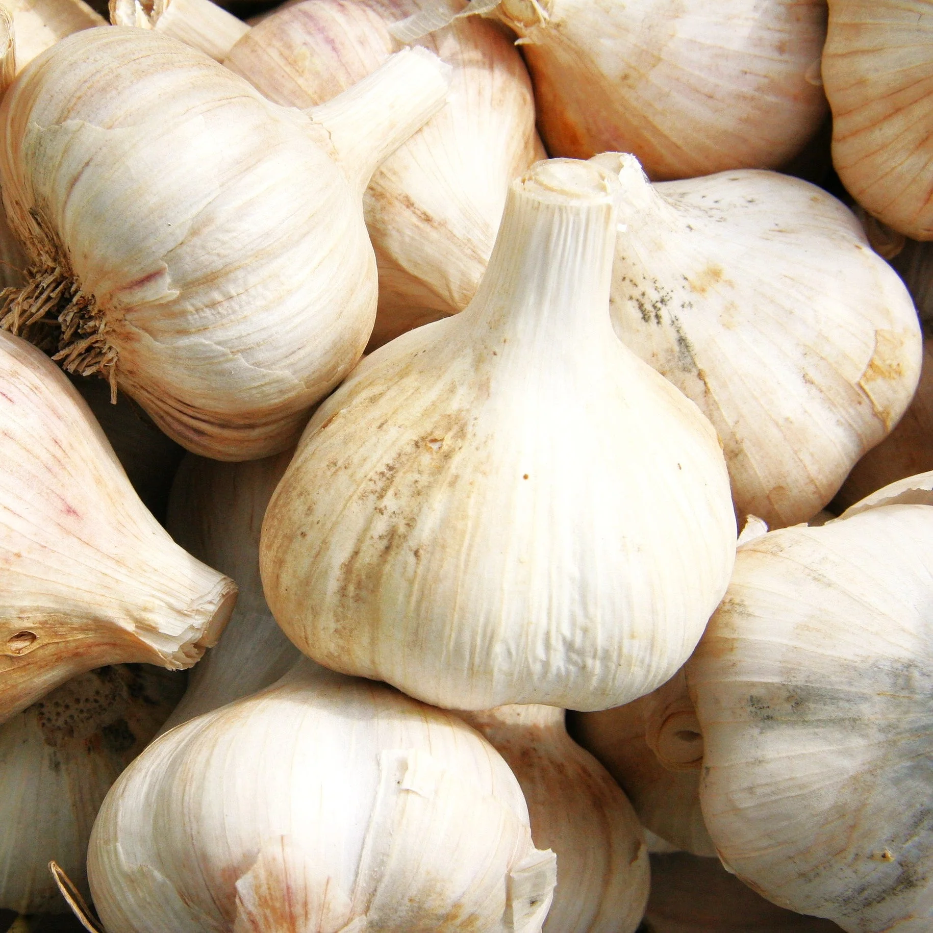 PRE-ORDER NOW! SHIPS SEPTEMBER 2026 - Music Hardneck Garlic