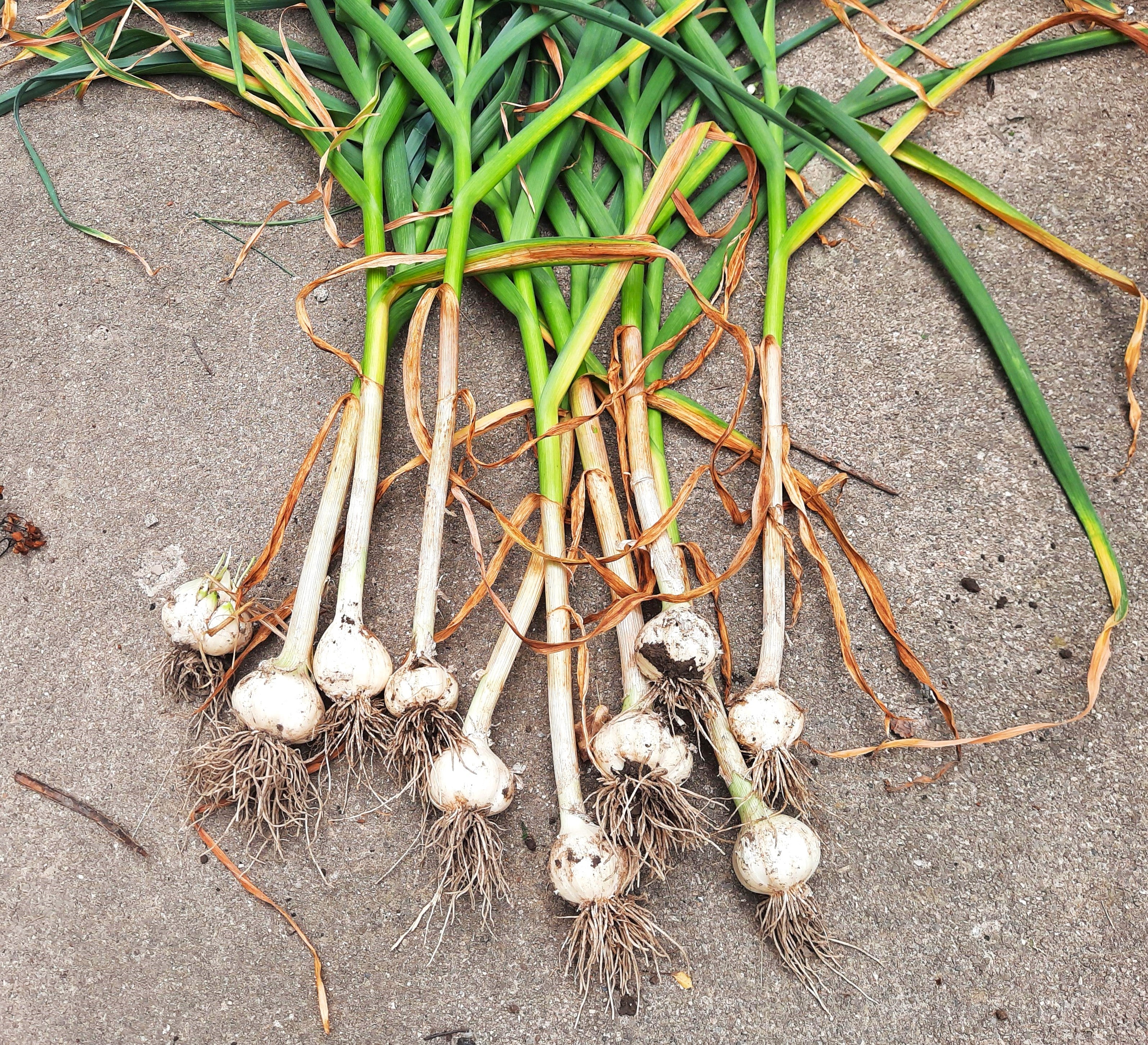 PRE-ORDER NOW! SHIPS SEPTEMBER 2026 - Music Hardneck Garlic - Image 2