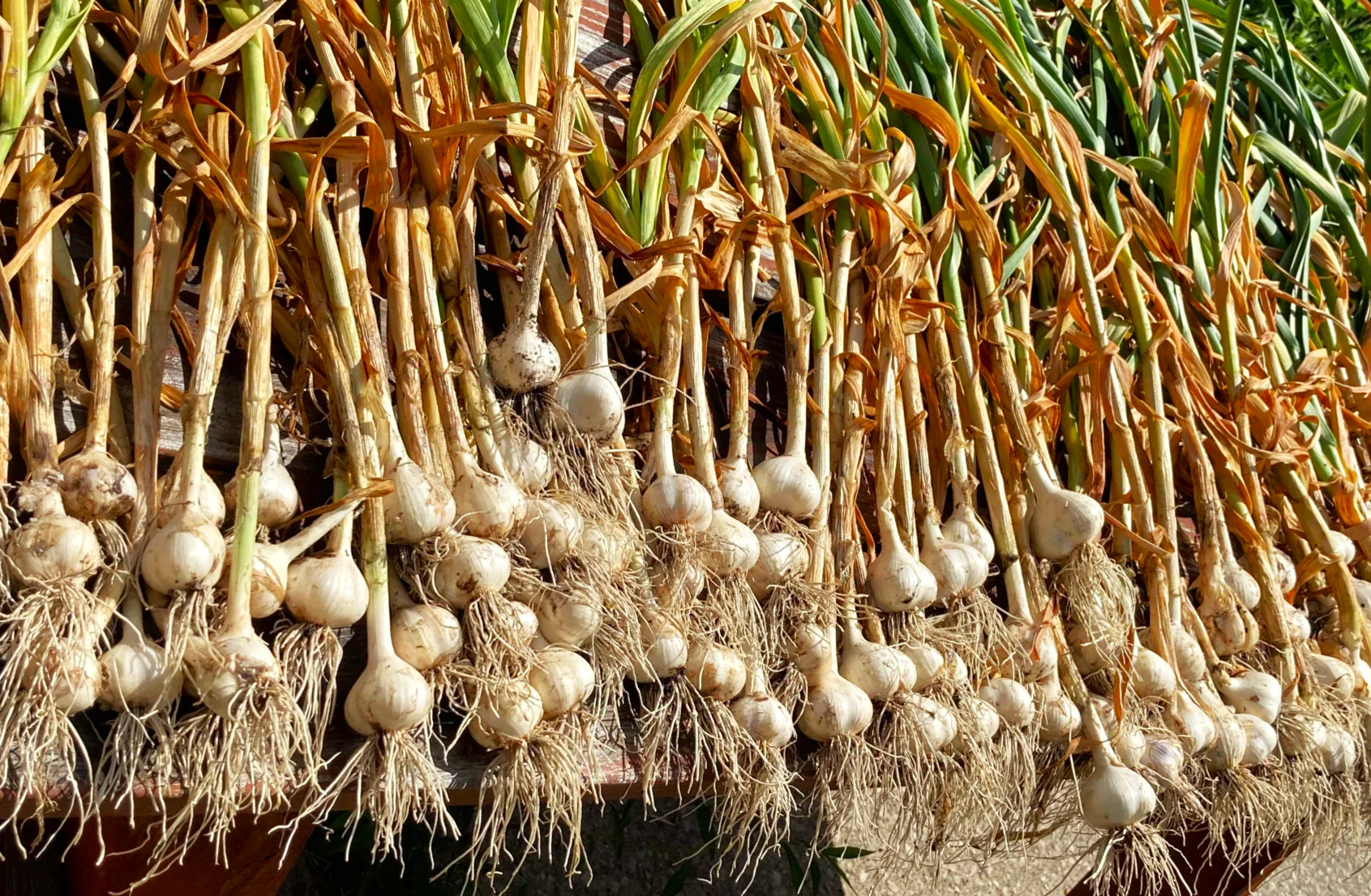 PRE-ORDER NOW! SHIPS SEPTEMBER 2026 - Music Hardneck Garlic - Image 3
