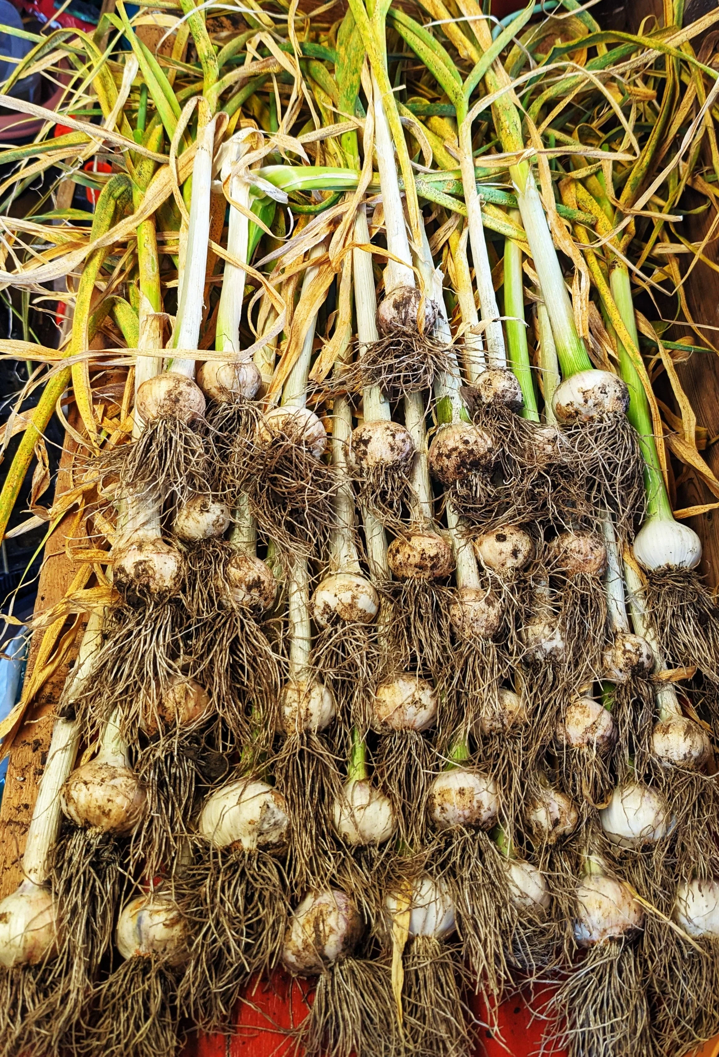 PRE-ORDER NOW! SHIPS SEPTEMBER 2026 - Music Hardneck Garlic - Image 4