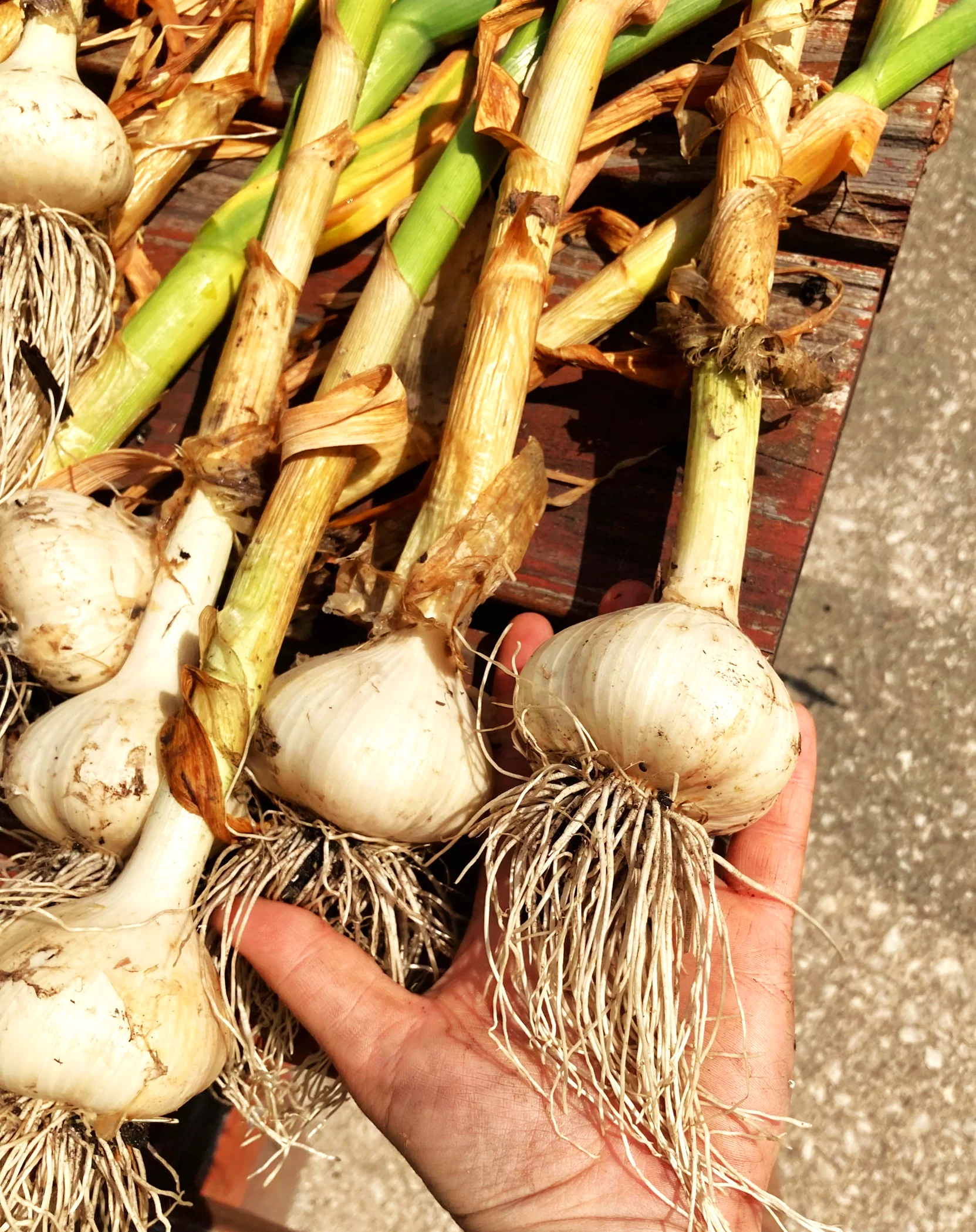 PRE-ORDER NOW! SHIPS SEPTEMBER 2026 - Music Hardneck Garlic - Image 6