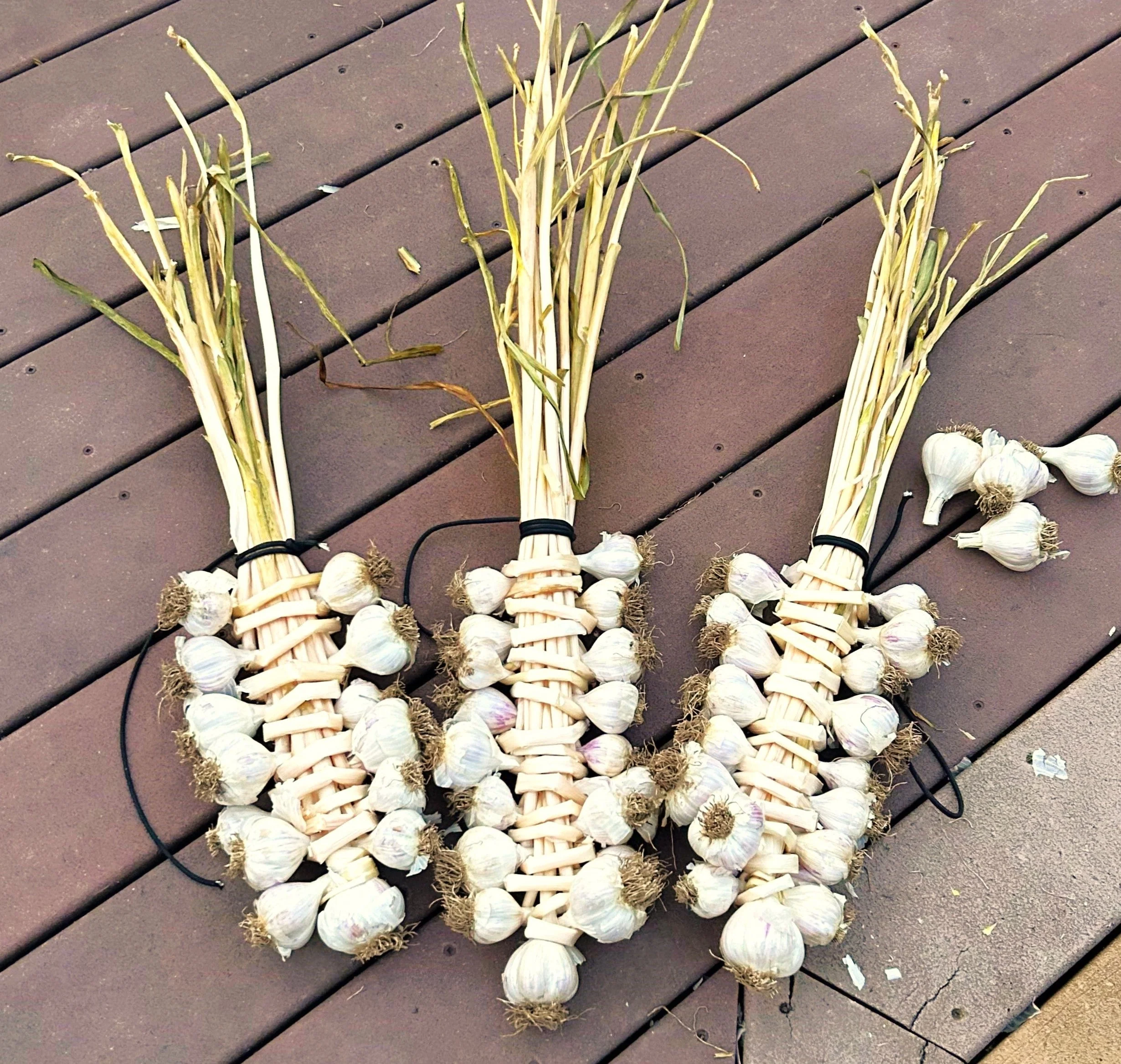 PRE-ORDER NOW! SHIPS SEPTEMBER 2026 - Music Hardneck Garlic - Image 8
