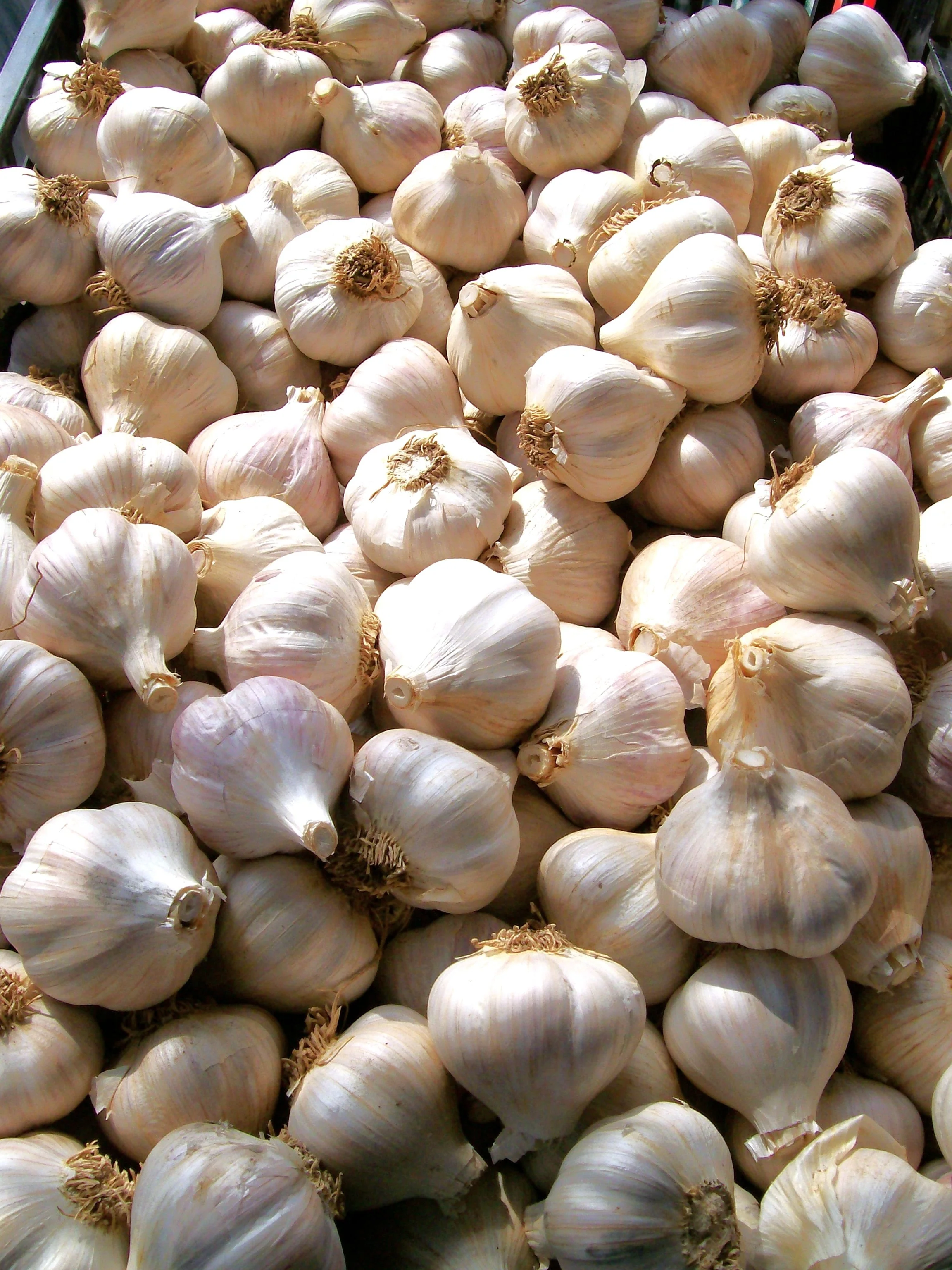PRE-ORDER NOW! SHIPS SEPTEMBER 2026 - Music Hardneck Garlic - Image 9