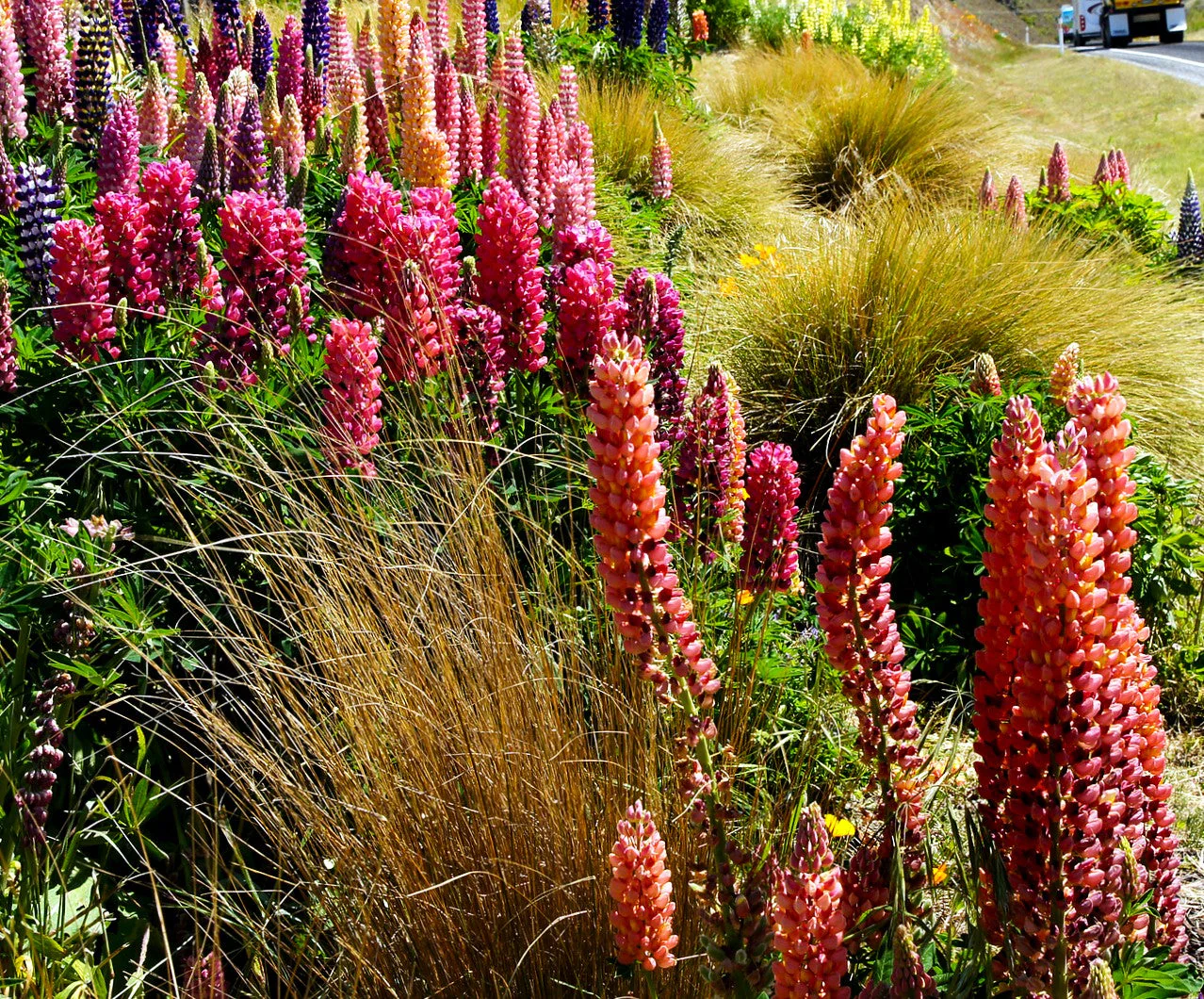 My Castle Red Russell Lupine - Image 10