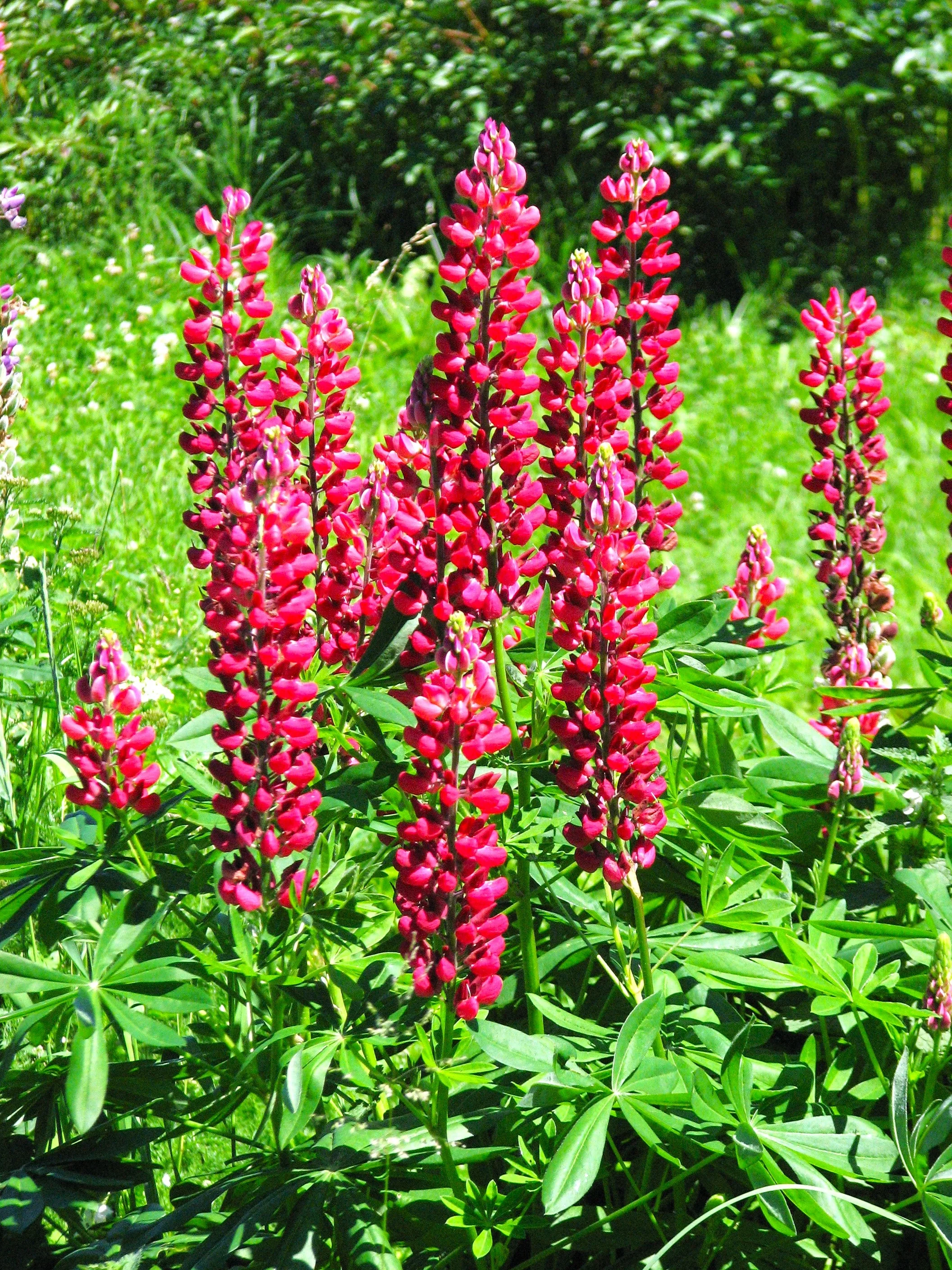 My Castle Red Russell Lupine - Image 2