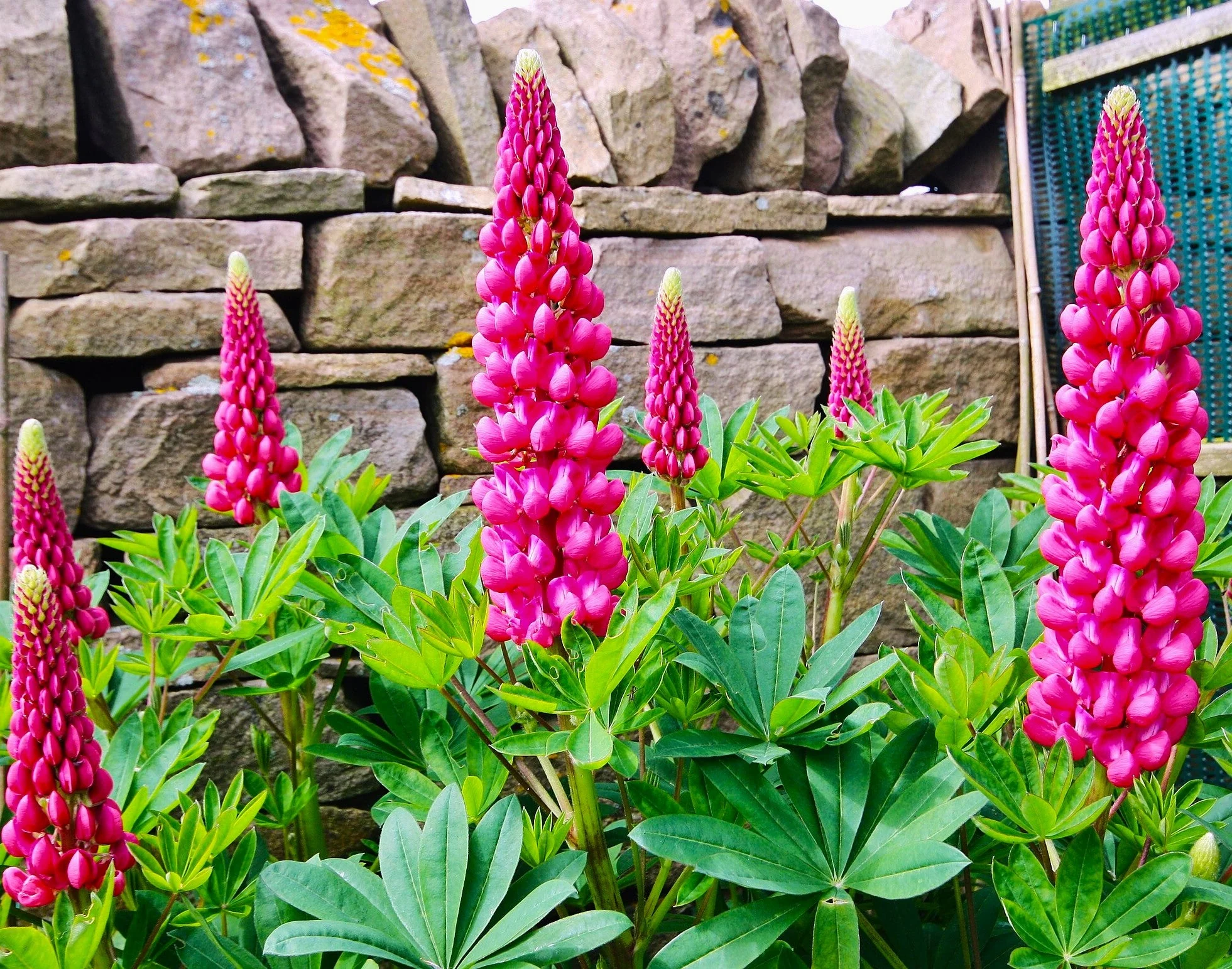 My Castle Red Russell Lupine - Image 4
