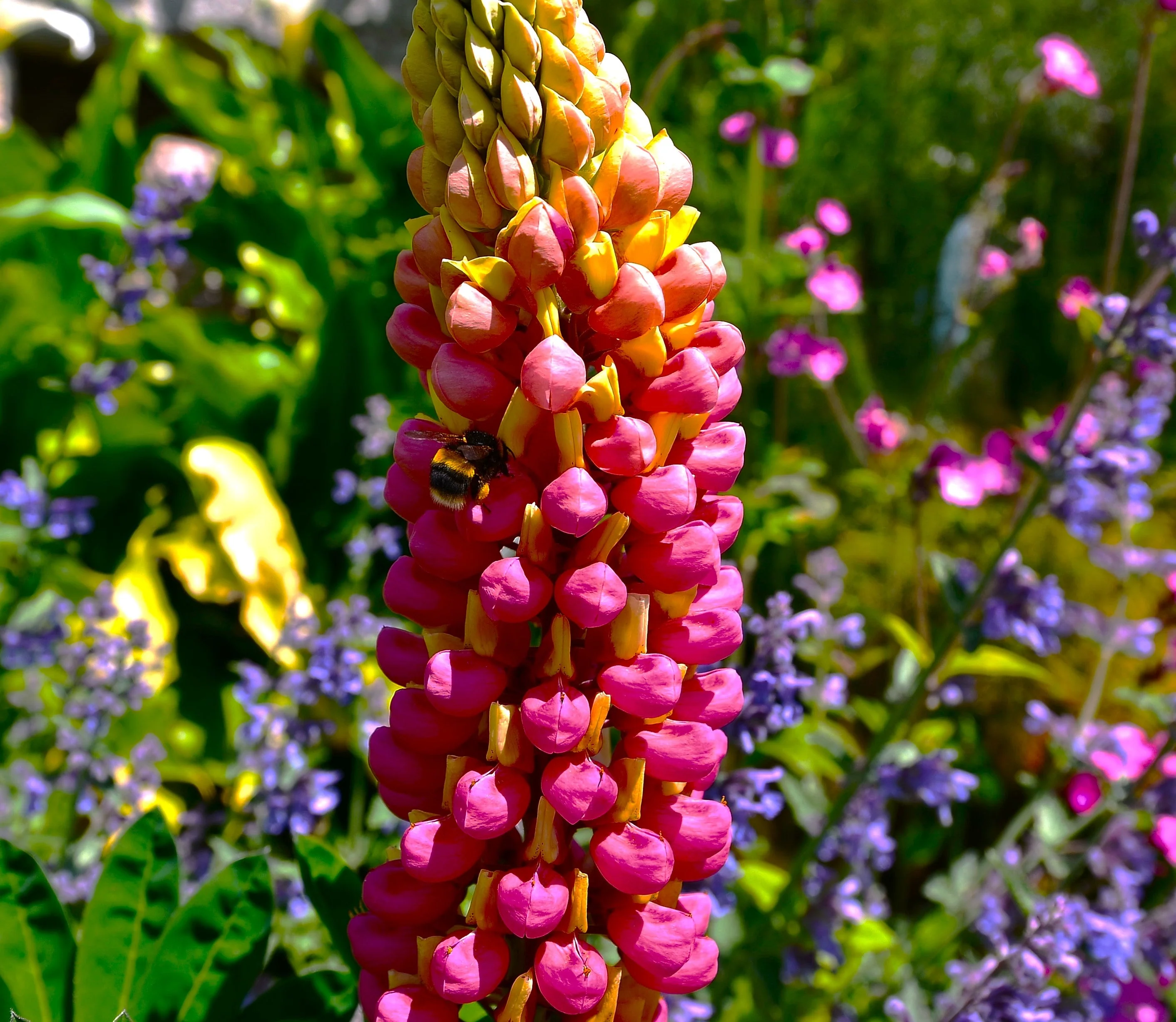 My Castle Red Russell Lupine - Image 5