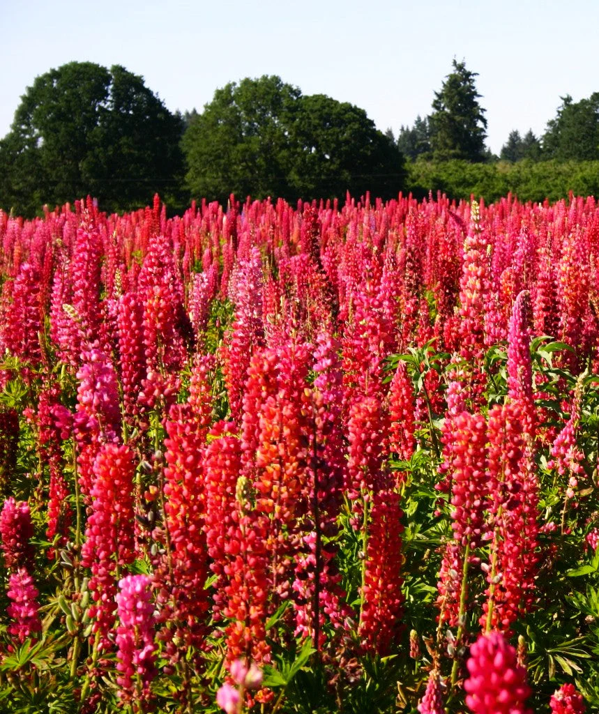 My Castle Red Russell Lupine - Image 6