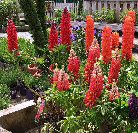 My Castle Red Russell Lupine - Image 7