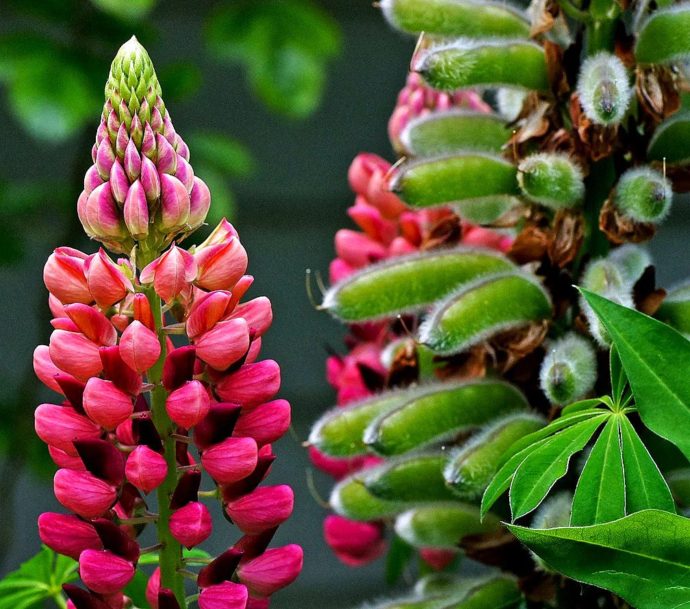 My Castle Red Russell Lupine - Image 8