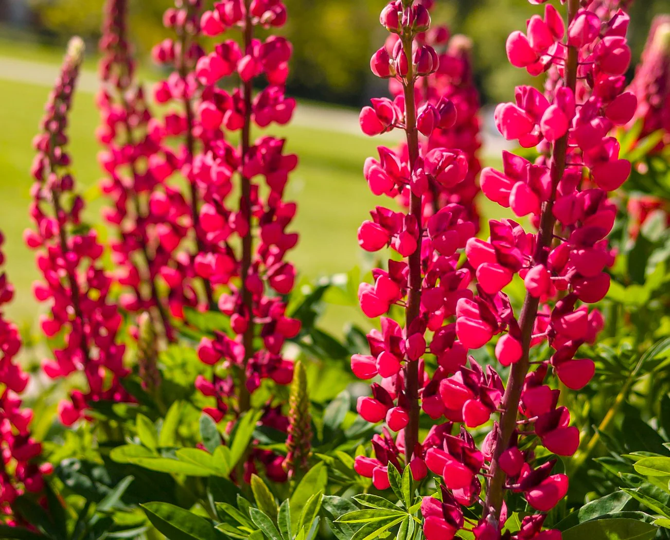 My Castle Red Russell Lupine - Image 9