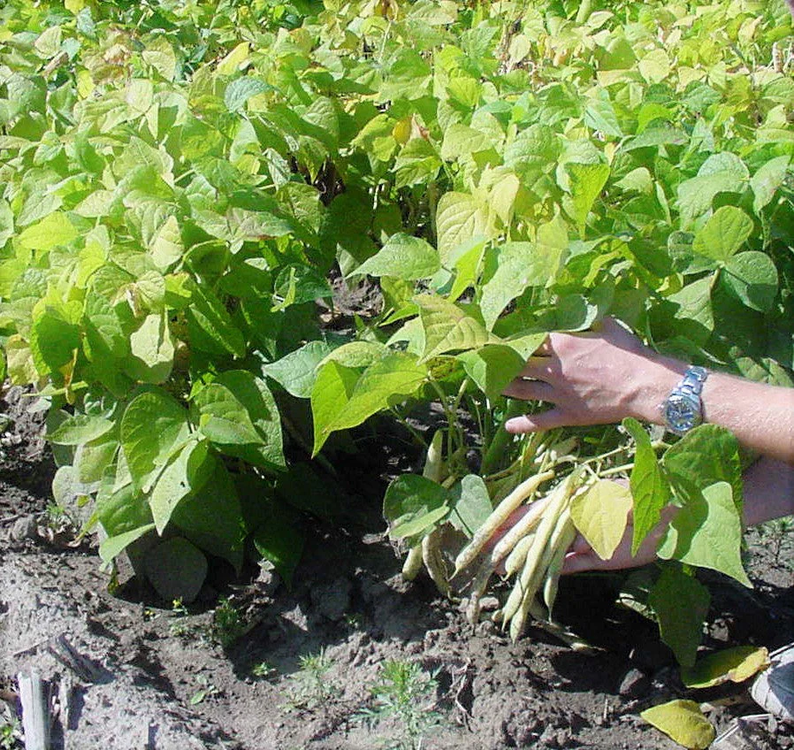 White Navy Bean - Image 3