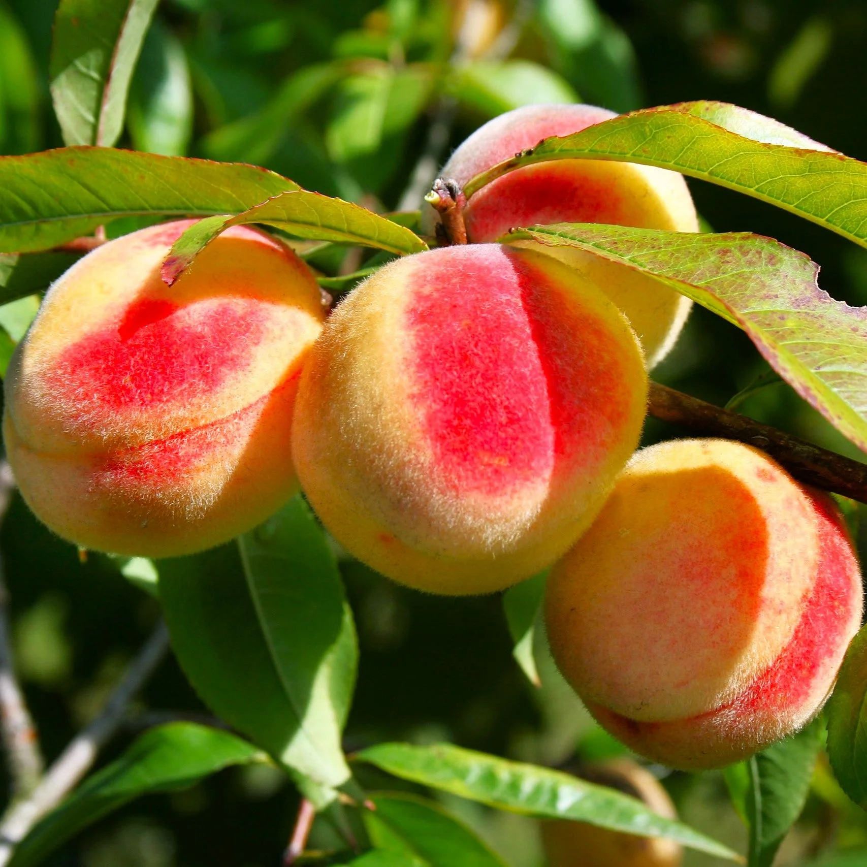 Nemaguard Peach Tree