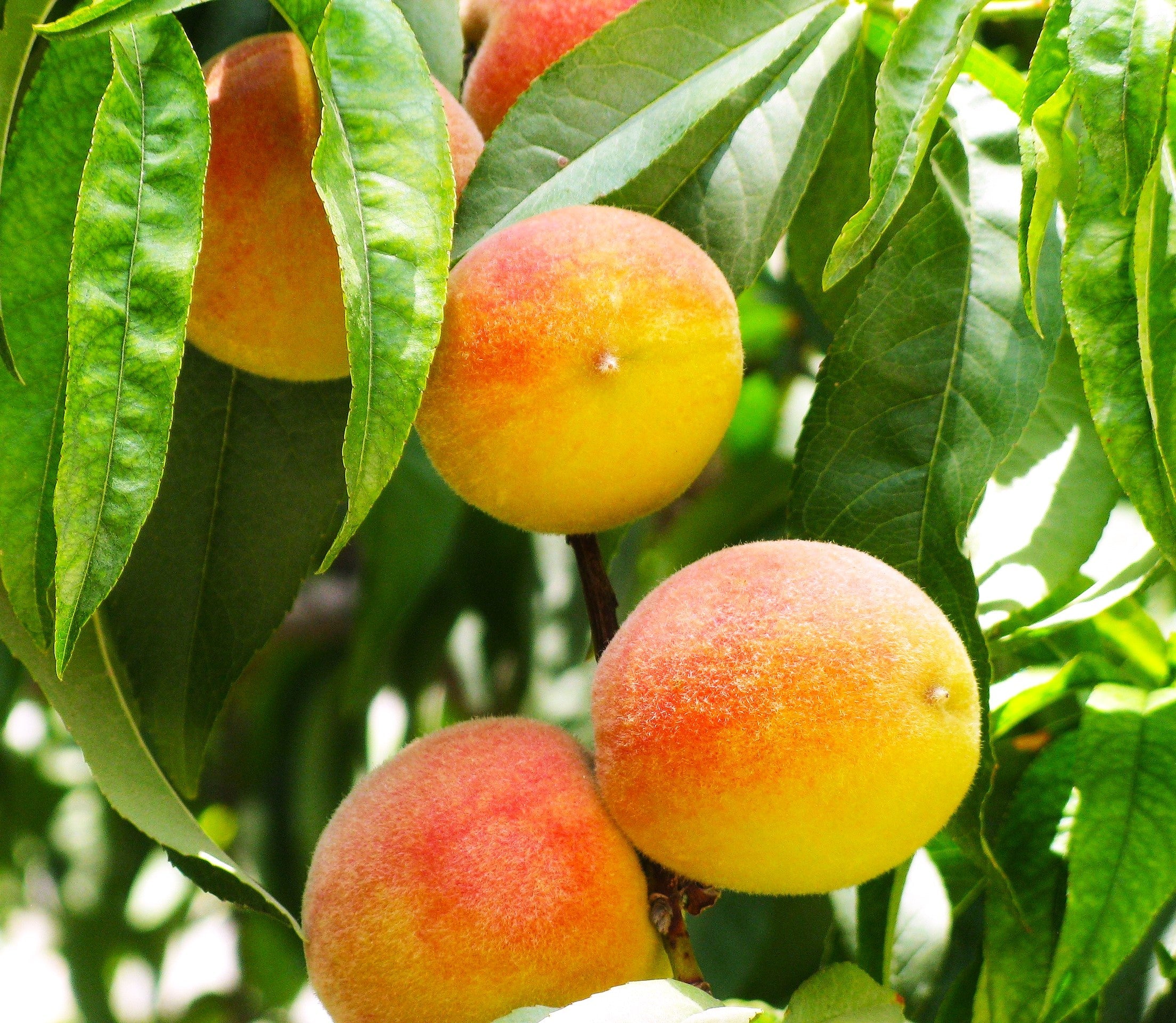 Nemaguard Peach Tree - Image 3