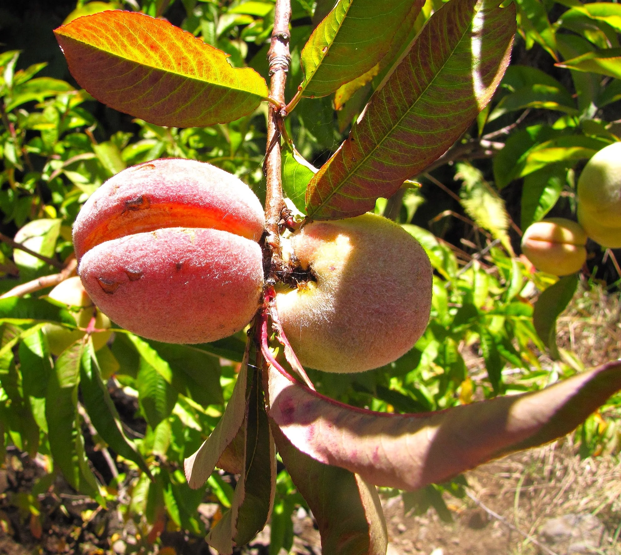 Nemaguard Peach Tree - Image 4