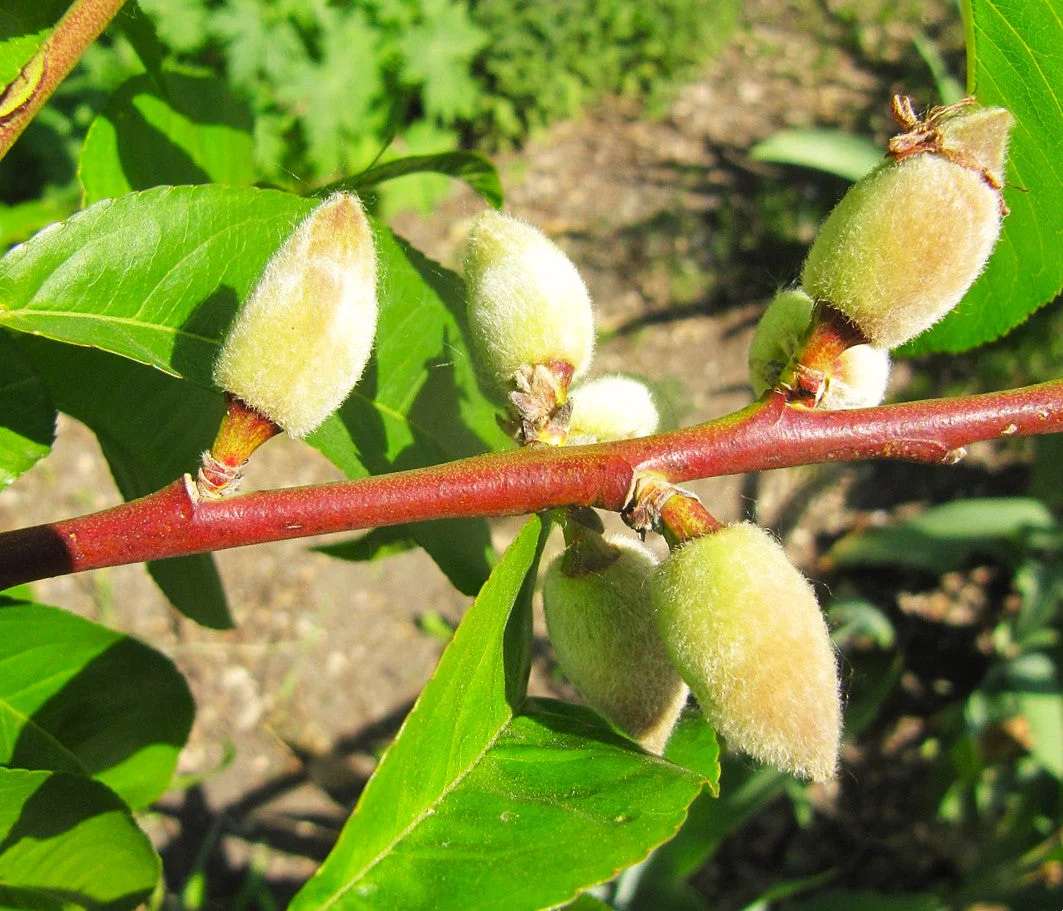 Nemaguard Peach Tree - Image 5