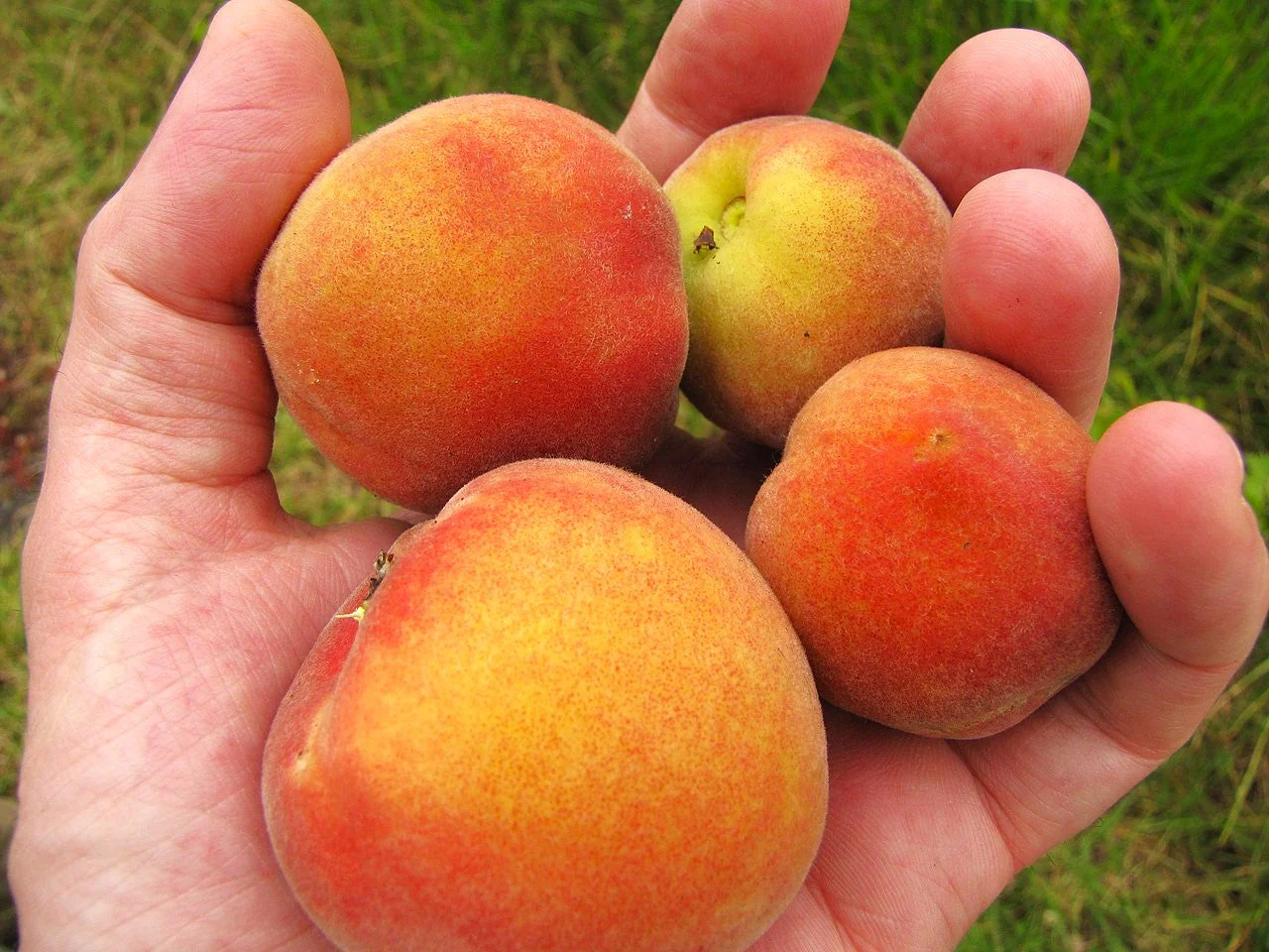 Nemaguard Peach Tree - Image 6