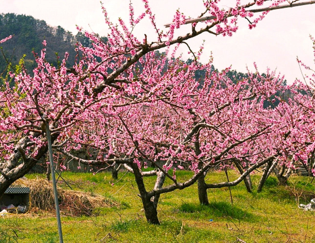 Nemaguard Peach Tree - Image 8