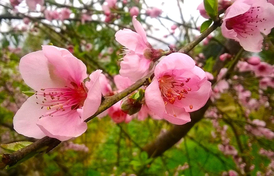 Nemaguard Peach Tree - Image 9