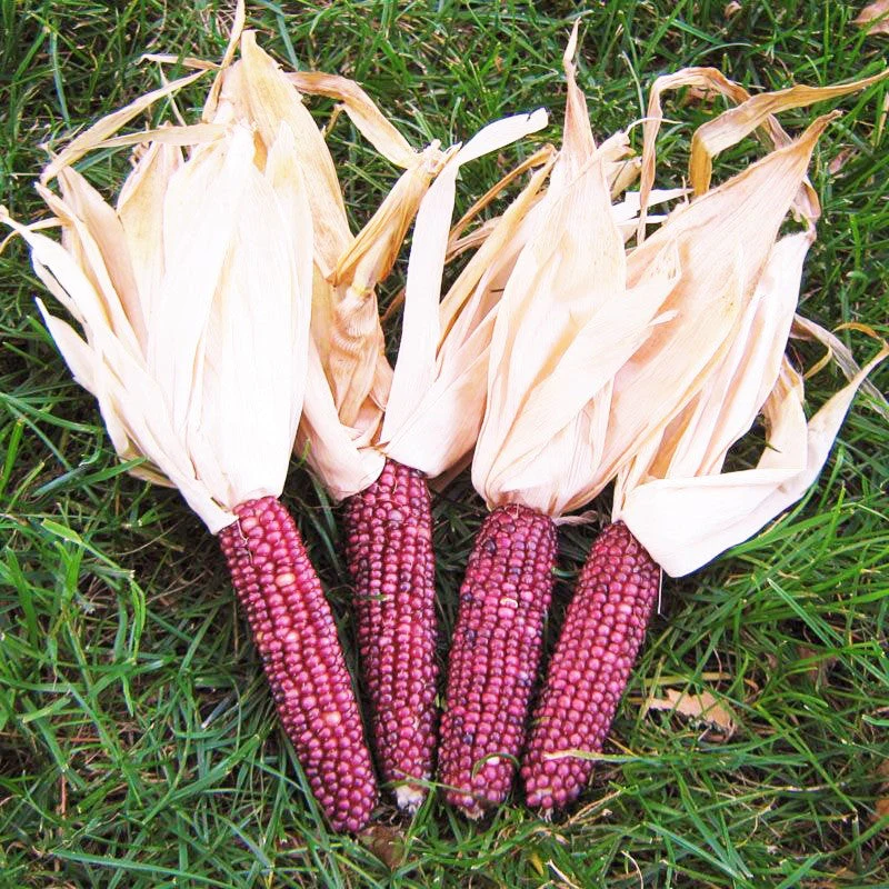 Neon Pink Popcorn (Ornamental Corn) - Image 2