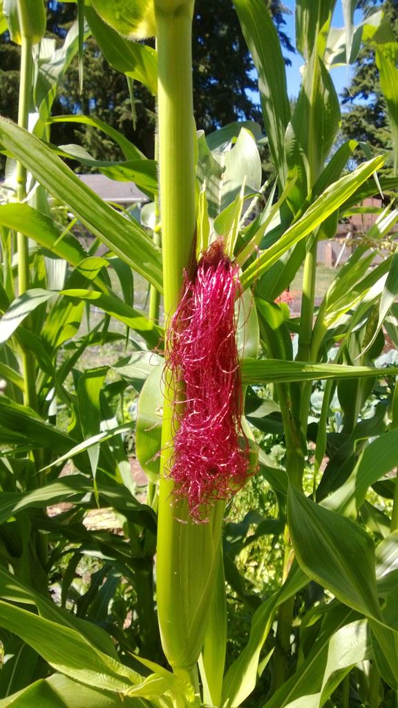 Neon Pink Popcorn (Ornamental Corn) - Image 3