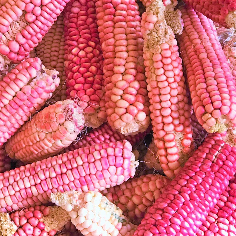 Neon Pink Popcorn (Ornamental Corn) - Image 4