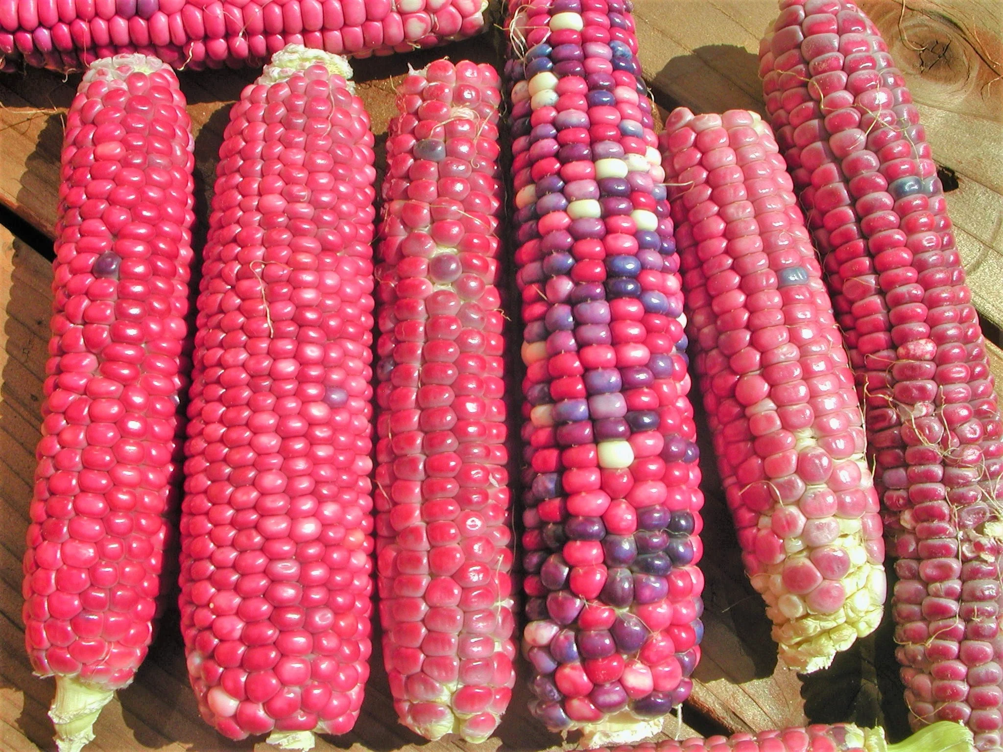 Neon Pink Popcorn (Ornamental Corn) - Image 5
